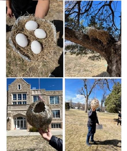 Collage: top left, 4 eggs in nest, right, nests on tree branch; lower left, nest hanging from tree, right, student touches nest