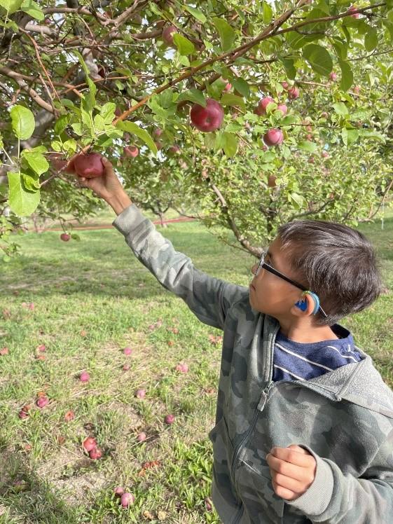 A student picks an apple from an apple tree.