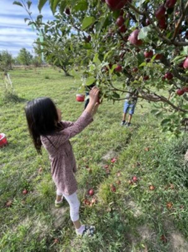 A student picks an apple from an apple tree.