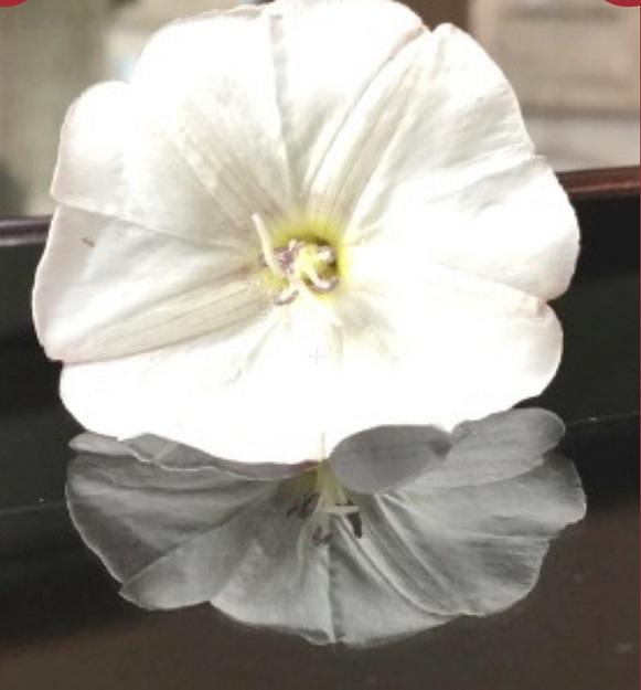 large flower blossom reflects in the water