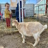 A young child looks at a baby goat.